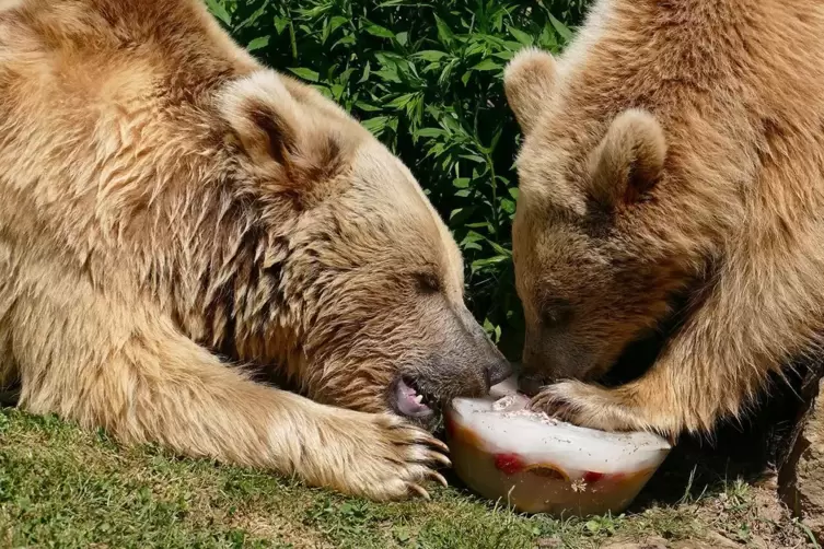Zwei Bären teilen sich eine gekühlte Frucht.