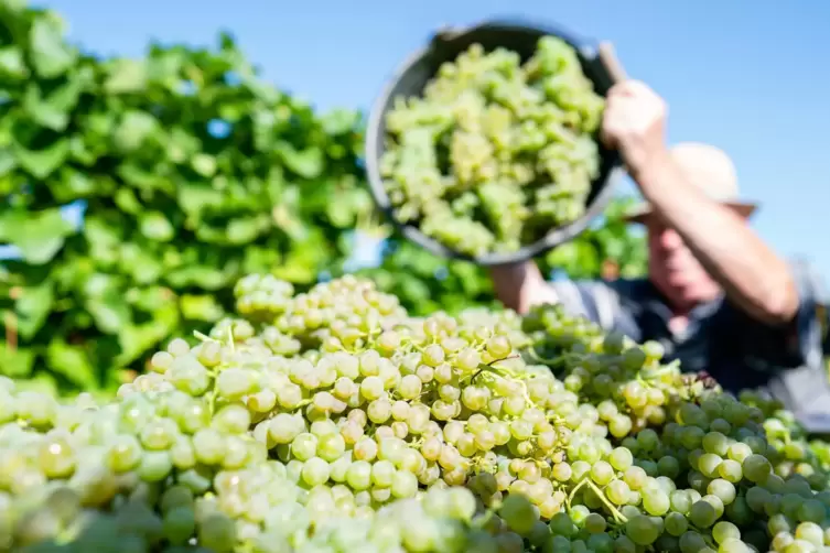 Genießer kommen in der Pfalz auf ihre Kosten: mit 43 weißen und 39 roten Rebsorten bietet die Weinregion eine große Vielfalt. 