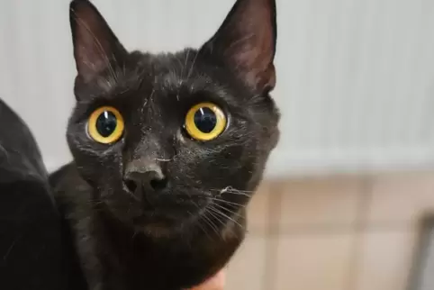 Eine der gefundenen Katzen. 