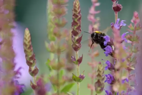 Für Bienen und andere Bestäuber will die EU mehr Blühstreifen schaffen. 