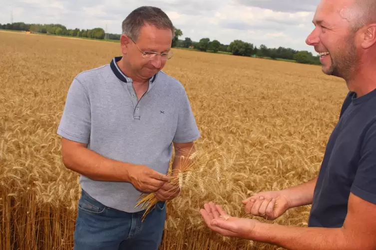 homas Knecht h&auml;lt die &Auml;hren und Dominik Bellaire testet das Korn. Jetzt wird der Weizen geerntet, der als &bdquo;S&uuml;dpfalzkorn&ldquo; vermark