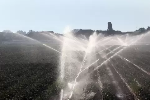 Verdunstungsverluste: Beregnung bei Speyer.