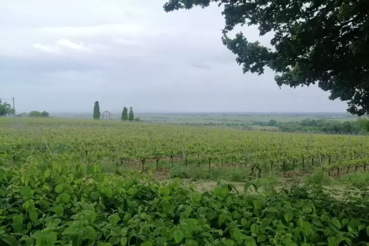 Die Aussicht vom Weinland in Königsbach-Neustadt. 