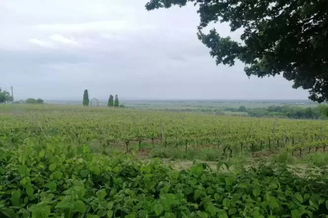 Die Aussicht vom Weinland in Königsbach-Neustadt. Die Aussicht vom Weinland in Königsbach-Neustadt.