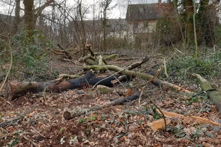 Bauhaus-Wäldchen: Forst fällt im Winter 2020 mehrere kranke Bäume. 