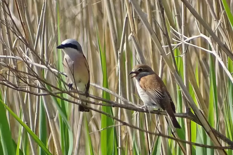 Die Elternvögel, links das Männchen mit schwarzem Augenstreif.