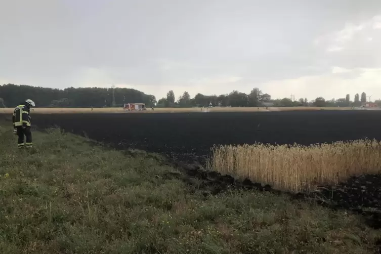 Alles Asche: Vom Winterweizen stehen nur noch ein paar Halme, w&auml;hrend die Feuerwehr Ausschau nach Glutnestern h&auml;lt. 