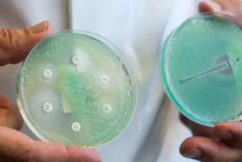 Petrischalen mit sogenannten Krankenhauskeimen, die Mehrfachresistenzen gegenüber Antibiotika aufweisen. 