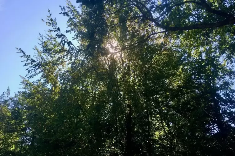 Mit einem F&ouml;rster streifen wir durch den Wald. 
