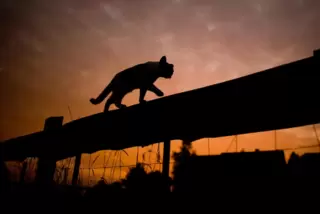 „Naddierlich kammer enre Katz ganz ääfach beibringe, nit morchens um 4.39 Uhr loszumaunze“, schreibt unser Kolumnist. Aber ...