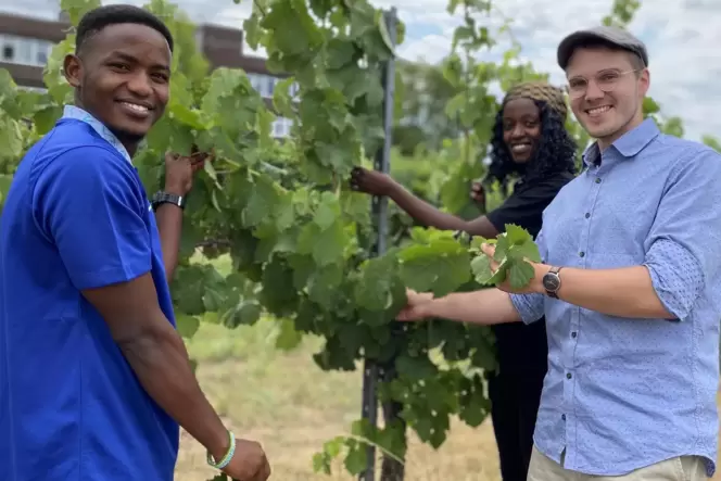 Schauen sich den Zustand der Reben auf dem Weincampus an: (von links) Jean Eric Iradukunda, Anathalie Uwimana und Leonard Pfahl. Schauen sich den Zustand der Reben auf dem Weincampus an: (von links) Jean Eric Iradukunda, Anathalie Uwimana und Leonard Pfahl.