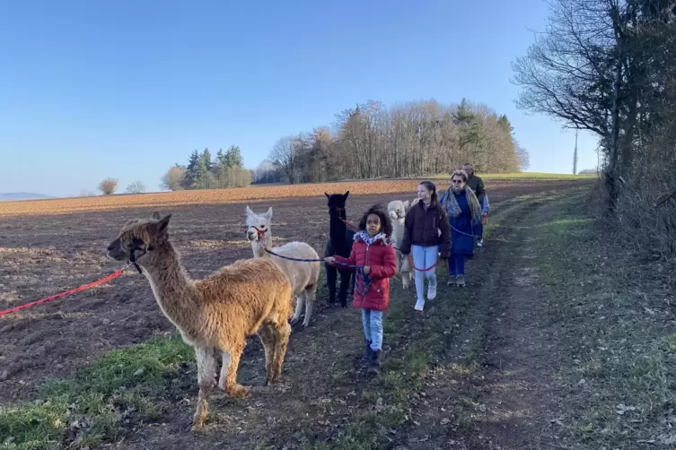 Gassi gehen mal anders: ein Ausflug mit Alpakas.