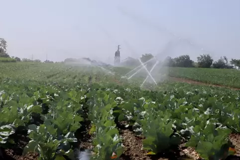 Frisches Wasser für einen Acker im Kreis Germersheim: Gerade Landwirte befürchten Einschränkungen durch das neue Wasserschutzgeb