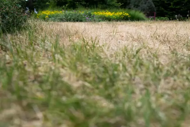 Während der heißen, trockenen Sommer vertrocknen gerade Rasenflächen schnell.