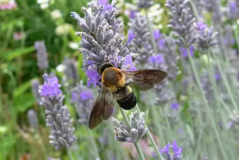 Ein vor Kurzem geschlüpftes Männchen der Asiatischen Mörtelbiene tankt Anfang Juli Nektar an Lavendelblüten.