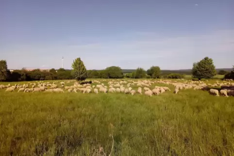 Drei Jahrzehnte gehörten die Tiere der Schäferei Brendel zum Landschaftsbild im Sembacher Gewerbepark. Die Schafe hielten das Ar