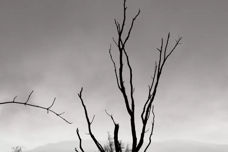 J&ouml;rg Vogelsang aus G&ouml;llheim hat sich auf Schwarz-Wei&szlig;-Fotografien spezialisiert. Seine Themen sind Natur und Architektur. 
