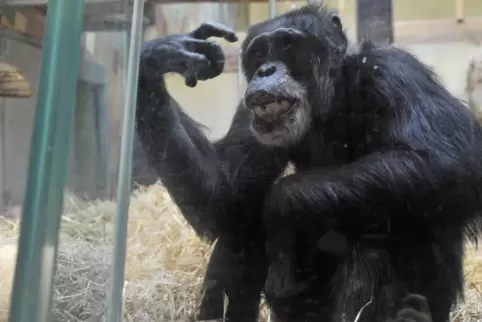 2021 wurde der Schimpanse Jonny im Saarbrücker Zoo 60. Er zählt zu den ältesten Schimpansen überhaupt. Jetzt müssen er und seine
