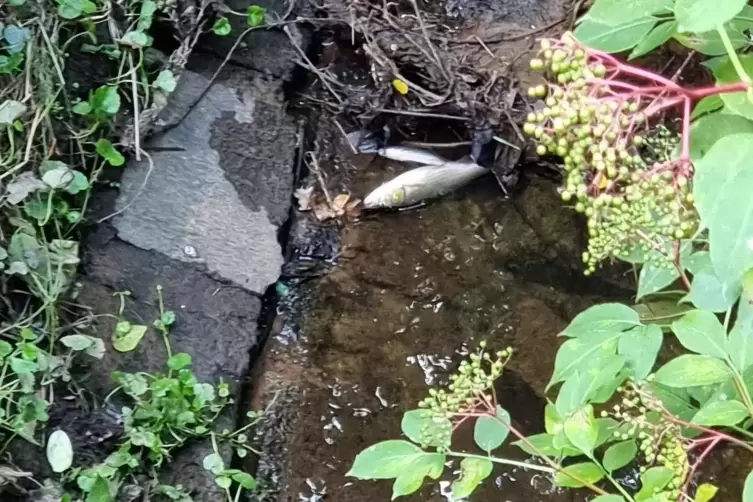 Am Mittwoch und Freitag trieben die Fische noch tot im Erbach. Am Freitag wurden sie vermutlich wegen des Regens Richtung Blies 