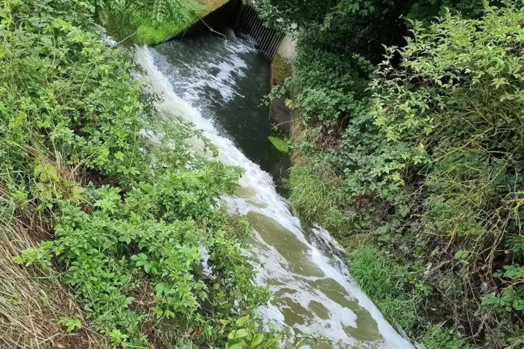 Der Schaum auf dem Bach k&ouml;nnte auch ein Grund sein.
