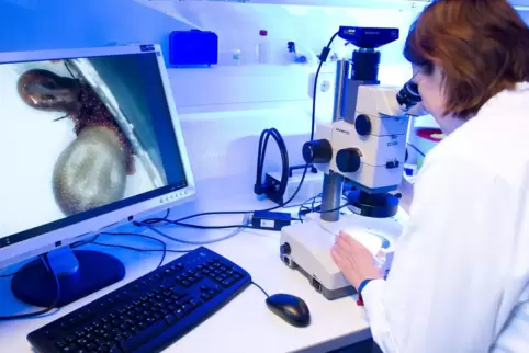 Eine medizinisch-technische Assistentin betrachtet in einem Labor der Parasitologie im niedersächsischen Gesundheitsamt in Hanno