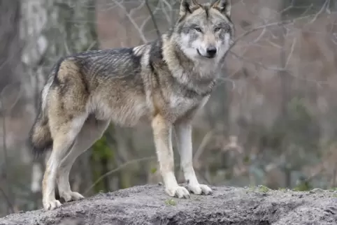 Laut Landesumweltministerium leben in Rheinland-Pfalz derzeit acht Wölfe, darunter vier Welpen.