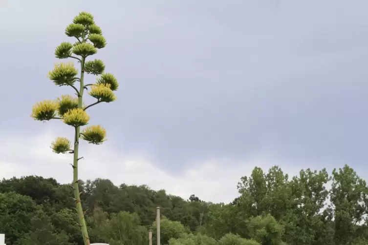 Die Bl&uuml;ten finden sich in luftiger H&ouml;he. 