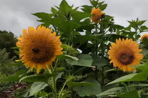 Mit Blick auf die Sonneblumen im Garten wäre der Mann von Susanne K. gerne gestorben.