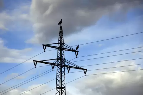 Stromleitungen – gefährlich für Störche, unverzichtbar für die Energieversorgung. Im der Nordpfalz waren am Dienstagmorgen Leitu