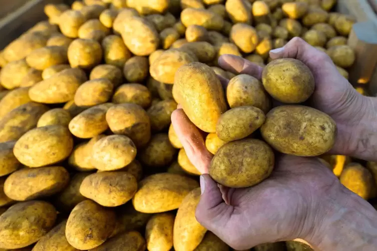 Aus der Pfalz bekommt Helma Südwest nur in vier Monaten des Jahres Kartoffeln. 