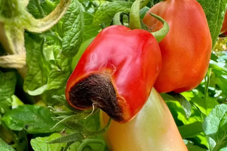 Hat die Bl&uuml;tenendf&auml;ule zugeschlagen, sollten betroffene Tomaten entfernt werden. 