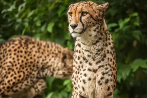 Der Gepard ist das schnellste Landtier der Erde, er kann Geschwindigkeiten von über 90 Stundenkilometern erreichen. Trotz seiner