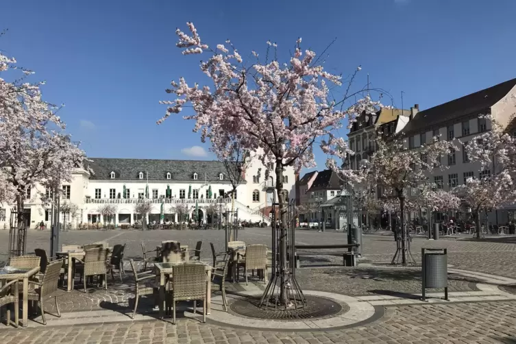 Claudia Ehrhardt hat dieses Bild von den Kirschbl&uuml;ten 2019 gemacht. 