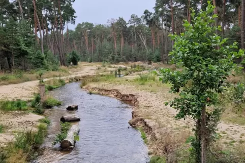 Kaum Entwicklungschancen für die Natur: stark genutzte Uferzone am neuen Rehbach. 