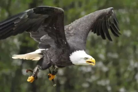 Verschiedene Greifvögel werden bei bei der Flugschau losgeschickt und fliegen teils rasant über die Zuschauer-Köpfe hinweg.
