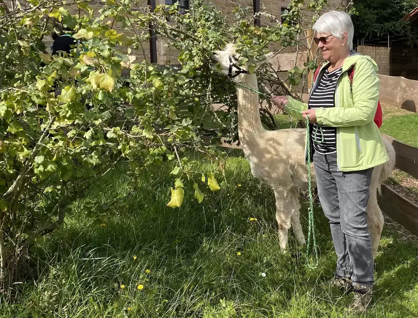 Zum Abschluss gibt’s für die Teilnehmer auf der Alpaka-Farm Getränke und Kuchen – und Rocky (geführt von Martina Glaß) bedient s