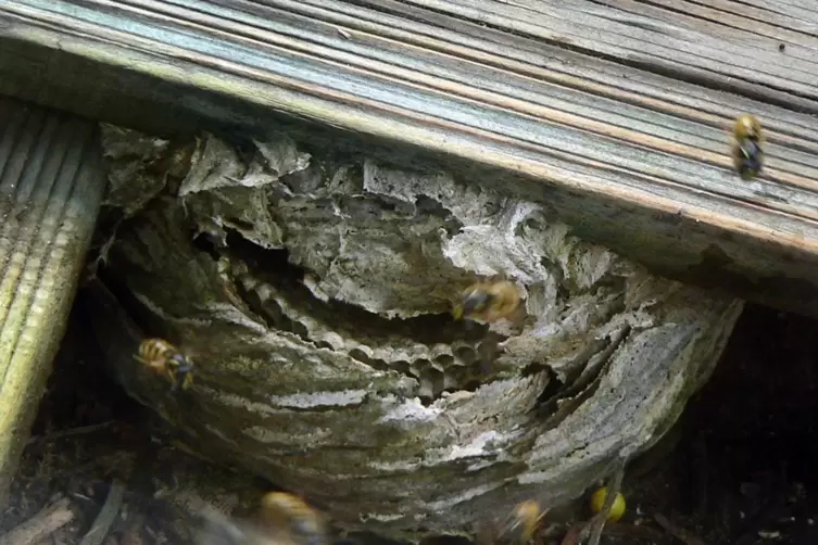 Wespennester k&ouml;nnen auch an versteckten Orten auftauchen, etwa unter dem Holzbelag eines Balkons.