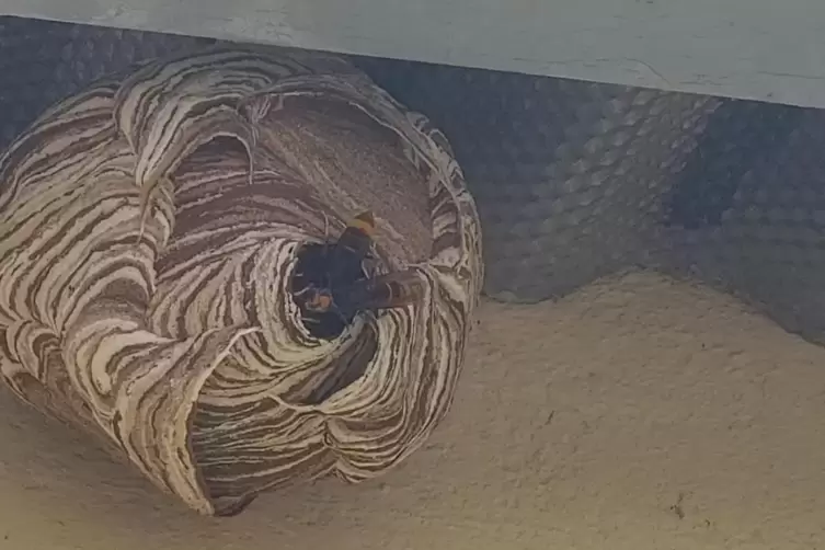 In einem Carport haben Hornissen mit dem Nestbau angefangen. 