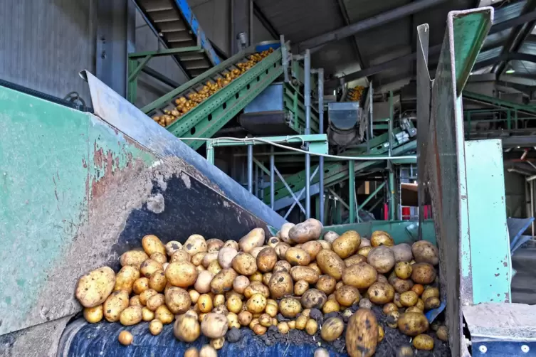 Die gerade angelieferten Fr&uuml;hkartoffeln sind noch dreckig und unsortiert. 