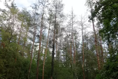 wald4