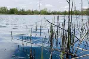 Schon wieder haben sich Blaualgen über den Badeweiher am Kleinerweg hergemacht. Schon wieder haben sich Blaualgen über den Badeweiher am Kleinerweg hergemacht.