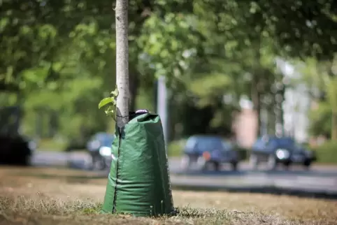 Mit solchen direkt am Stamm aufgestellten Säcken, aus denen kontinuierlich Wasser sickert, hat die Stadt Ludwigshafen keine gute