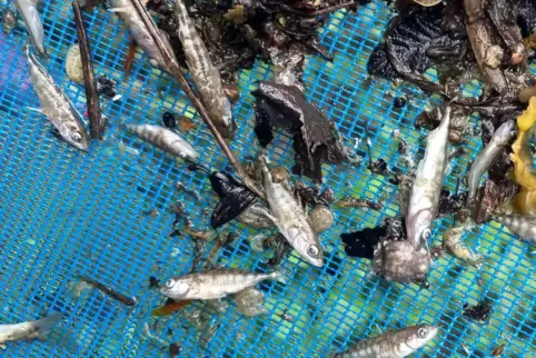 Zahlreiche tote Fische wurden Ende Juli im Erbach entdeckt. 