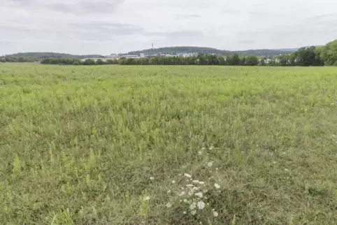 Im Anschluss an das Firmengelände von Adient wird demnächst gebaut.