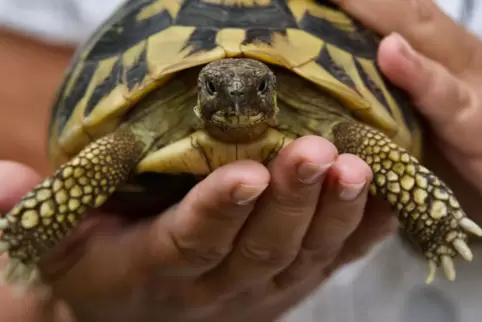 Eine der verbliebenen Griechischen Landschildkröten. Seit ihrer Kindheit beschäftigt sich Birgit Ditter-Fauss mit den Tieren.