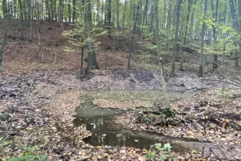 Im November noch hat Martin Teuber im Wald beim Hahnweilerhof Tümpel angelegt. Dass sie ihren Zweck nicht gleich erfüllen können