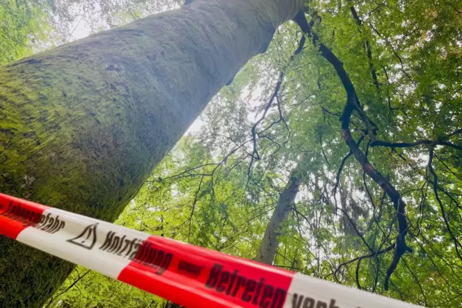 Die Buche muss aus Sicherheitsgründen gefällt werden.