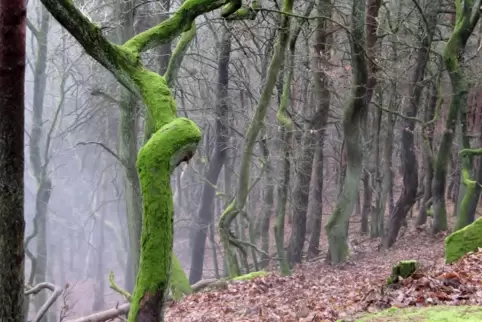 Wer bekommt welches Stück Wald? Diese Frage musste vor 200 Jahren geklärt werden. 