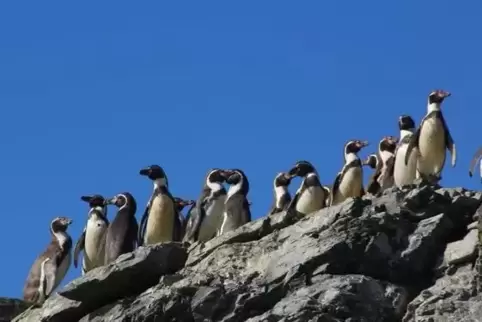 Humboldt-Pinguine im Humboldt-Archipel in Chile. 