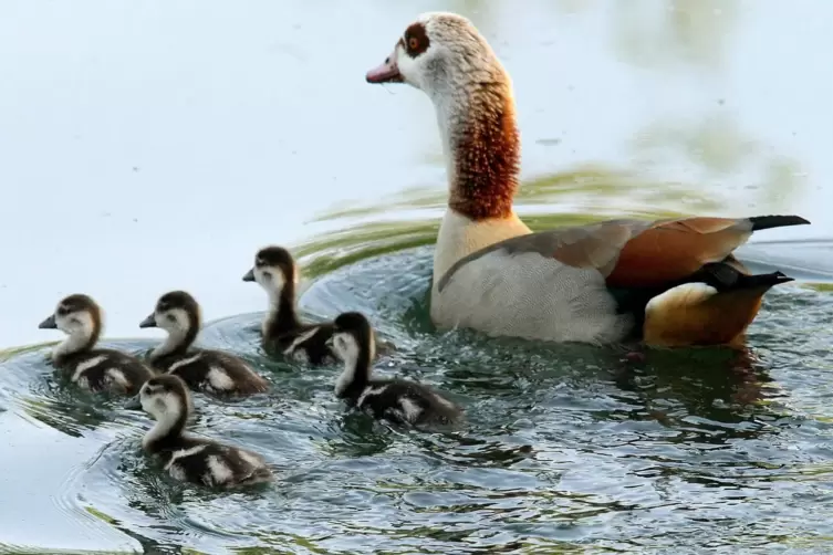 Eine Nilgans mit ihren Jungen. Vogelexperte Dolich sagt, dass die Art heimisch geworden ist. 